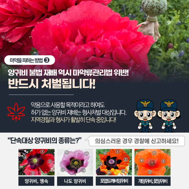 마약을 피하는 방법 ③
양귀비 불법 재배 역시 마약류관리법 위반!
반드시 처벌됩니다!
약용으로 사용할 목적이라고 하여도
허가 없는 양귀비 재배는 형사처벌 대상입니다.
지역경찰과 형사가 활발히 단속 중입니다!
"단속대상 양귀비의 종류는?"
양귀비, 앵속
나도 양귀비
포엽도깨비양귀비
개양귀비, 꽃양귀비
위심스러운 경우 경찰에 신고하세요!