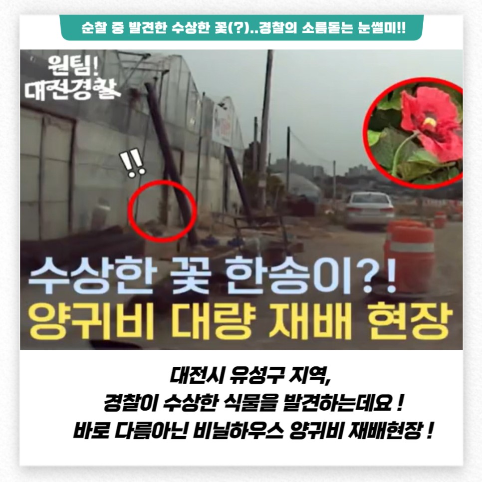 순찰 중 발견한 수상한 꽃(?)..경찰의 소름돋는 눈썰미!! 원팀! 대전경찰 수상한 꽃 한송이?! 양귀비 대량 재배 현장 대전시 유성구 지역, 경찰이 수상한 식물을 발견하는데요! 바로 다름아닌 비닐하우스 양귀비 재배현장!