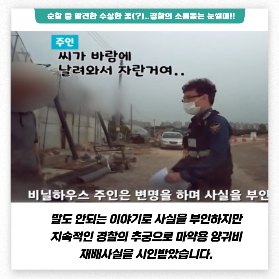 순찰 중 발견한 수상한 꽃(?)..경찰의 소름돋는 눈썰미!! 주인: 씨가 바람에 날려와서 자란거여.. 비닐하우스 주인은 변명을 하며 사실을 부인 말도 안되는 이야기로 사실을 부인하지만 지속적인 경찰의 추궁으로 마약용 양귀비 재배사실을 시인받았습니다.